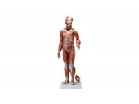 model stawu biodrowego człowieka z wyjmowanymi mięśniami, 7 części - 3b smart anatomy - 1000177 [a881] 3b scientific modele anatomiczne 9